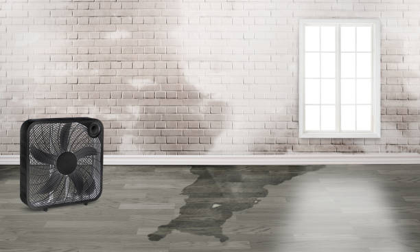 Best Water damage restoration near me  in Marion, IA